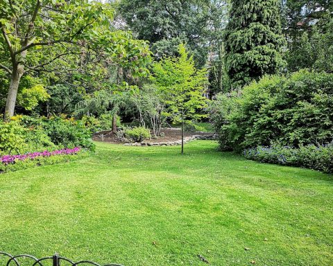 green grass field with trees