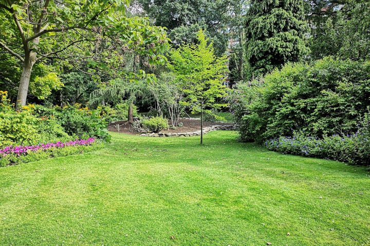 green grass field with trees