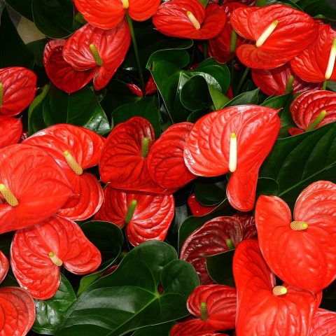 Een rode anthurium op een lichte vensterbank in een woonkamer