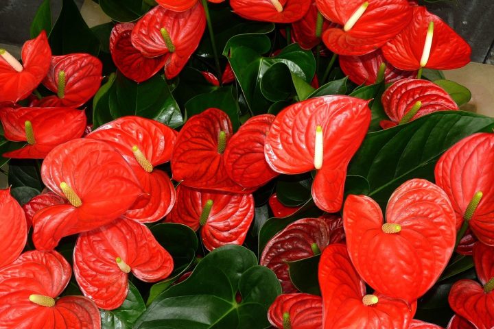 Een rode anthurium op een lichte vensterbank in een woonkamer