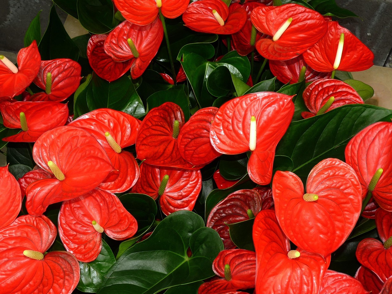 Een rode anthurium op een lichte vensterbank in een woonkamer