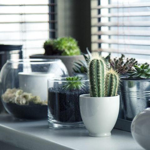 Groene kamerplanten op een bureau in een rustige thuiswerkplek