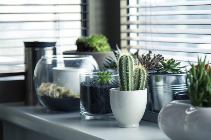 Groene kamerplanten op een bureau in een rustige thuiswerkplek