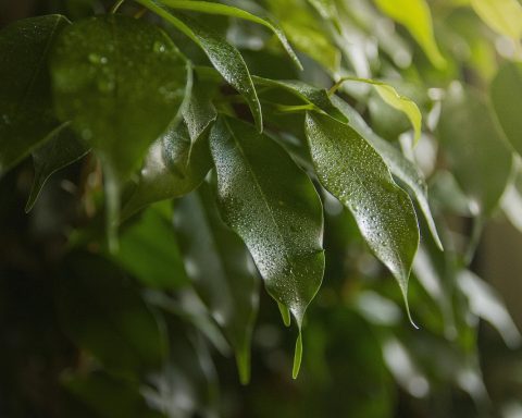 Ficus lyrata en Ficus benjamina naast elkaar in een lichte woonkamer met warme aardetinten
