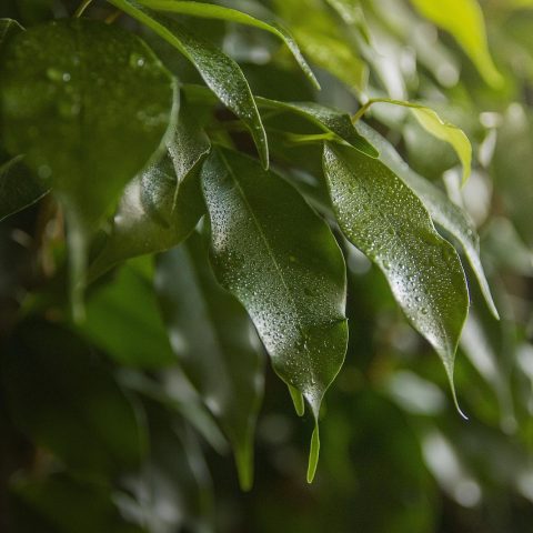Ficus lyrata en Ficus benjamina naast elkaar in een lichte woonkamer met warme aardetinten