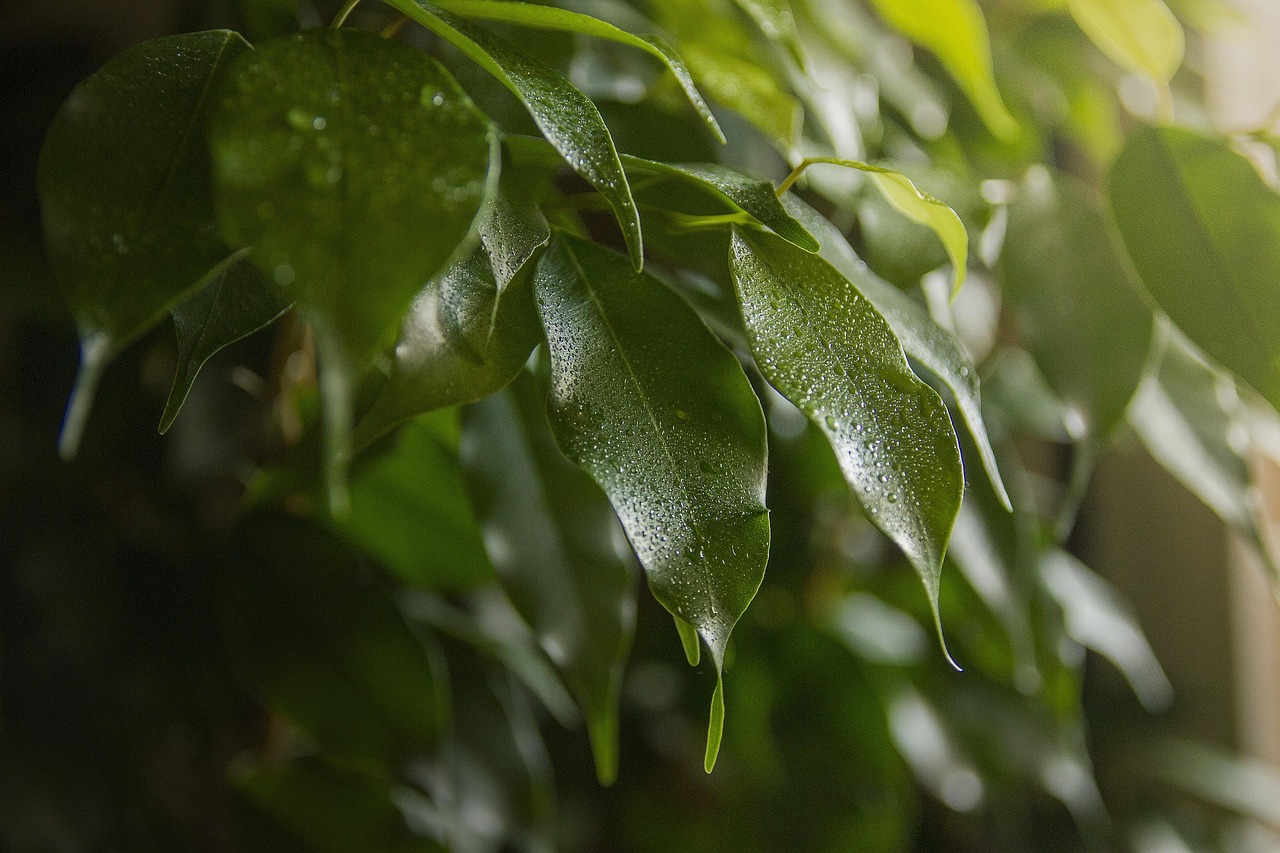 Ficus lyrata en Ficus benjamina naast elkaar in een lichte woonkamer met warme aardetinten