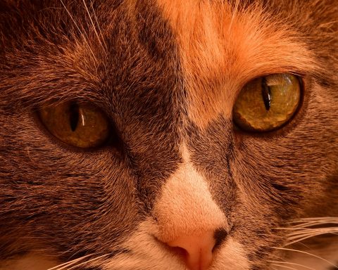 Kat die nieuwsgierig snuffelt aan een kamerplant op een vensterbank