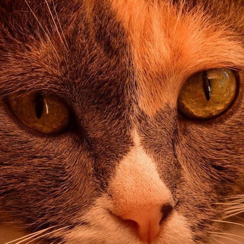 Kat die nieuwsgierig snuffelt aan een kamerplant op een vensterbank