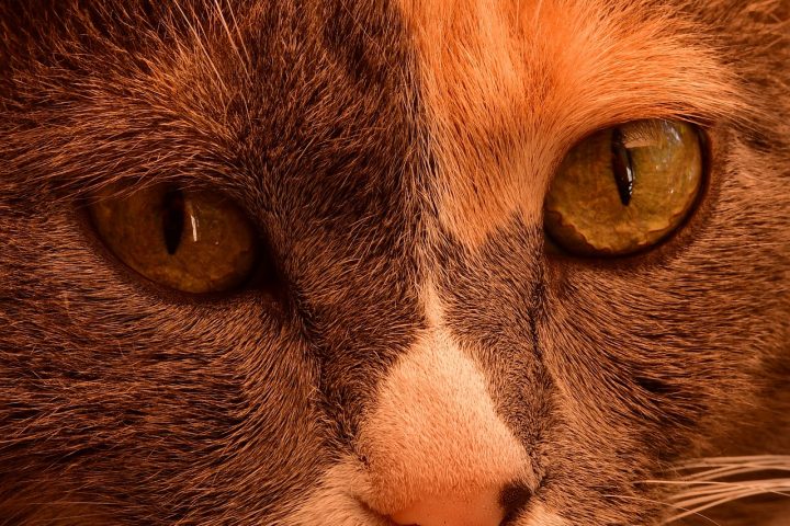 Kat die nieuwsgierig snuffelt aan een kamerplant op een vensterbank