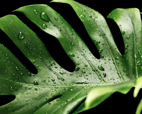 Monstera stek in een glazen vaas met water, klaar om te bewortelen