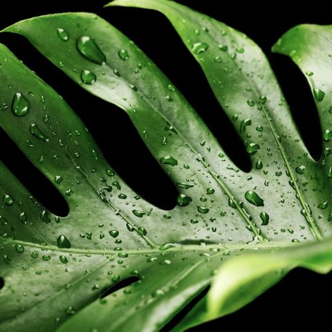 Monstera stek in een glazen vaas met water, klaar om te bewortelen