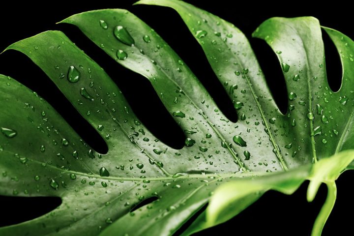 Monstera stek in een glazen vaas met water, klaar om te bewortelen