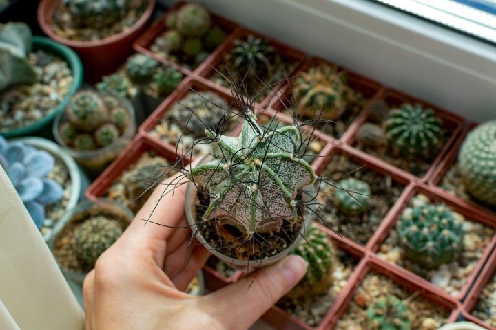 Verschillende sedumsoorten samen in een terracottapot op een zonnige vensterbank